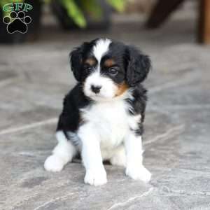 Loki, Cavapoo Puppy